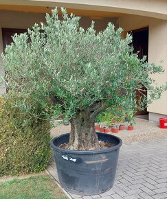 Olivovníky různé velikosti - 12