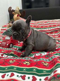 Francouzský buldoček - 12
