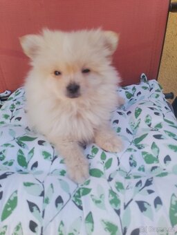 Pomeranian špic - 12