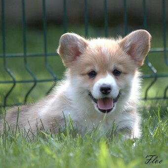 Welsch corgi pembroke s PP - 12