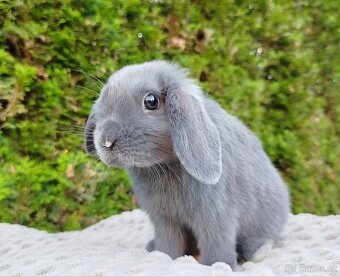 Zakrslý beránek, králíček, králík - PAUL - 12