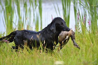 Flat Coated Retriever - pejsci s průkazem původu - 12