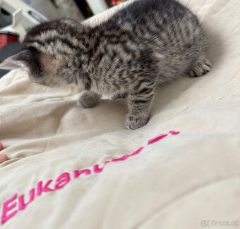 Bengálská/britská koťata - 12