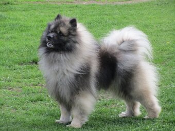 Německý vlčí špic (keeshond) - štěńátka s PP - 12