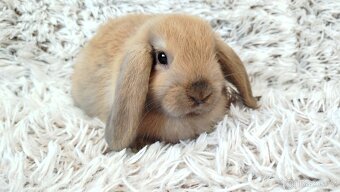 Zakrslý beránek, králíček, králík - JIJI - 12