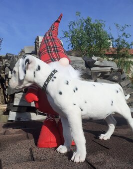 Dalmatin již k odběru - 12