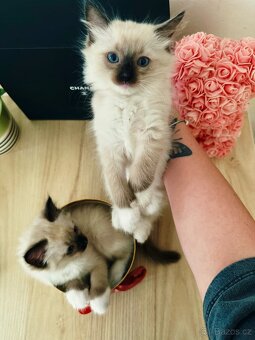 3 krásná koťátka plemene Ragdoll 🖤🐈 - 12
