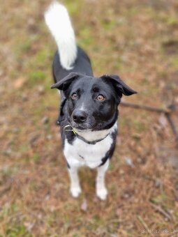 ARIELL K ADOPCI - přátelský vděčný mazel - 12