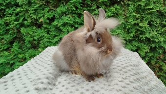 Zakrslý králík, králíček-(lvíček)-NATANIEL - 12