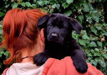 Německý ovčák štěňata s PP černá  a vlkošedá - 12