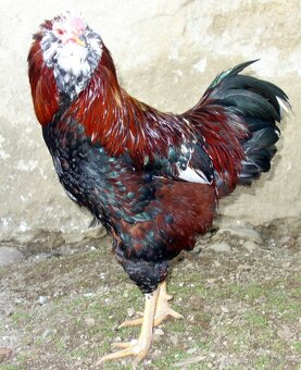 Kuřata - Orlovka pestrá - 12
