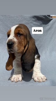 Štěňata Basset hound - 12