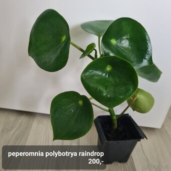 Pokojovky / pokojove rostliny - 12