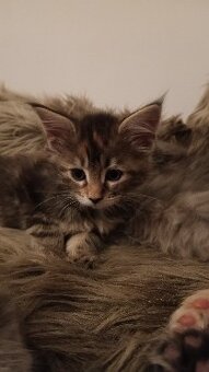 KOŤÁTKA MAINSKÁ MÝVALÍ - 12