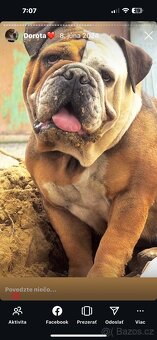 Anglický buldog - 12