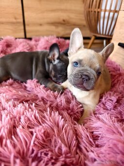 Francouzský buldoček štěňátka - 12