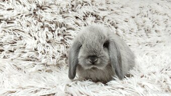 Zakrslý beránek, králíček, králík - MOON - 12