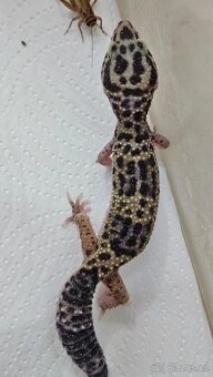 Gekoncik noční - samice 800 fotky na ubrousku - 12