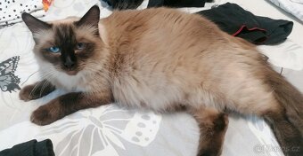 Ragdoll koťátka - 12