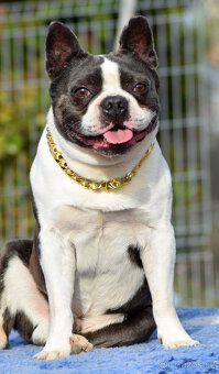 bostonský teriér  s PP  - modrý+lilac pejsek,  modrá holčiča - 12