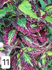 Africké okrasné kopřivy - Coleus - 12