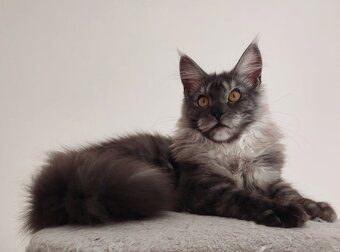 Maine coon, nainska myvalia s PP - 12