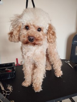 Maltipoo - 12