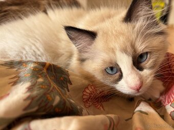 Koťátka Ragdoll - 12