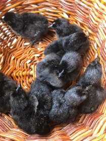 Kuřata 15 plemen pod Kvočnu a proty co neumí líhnout. - 12