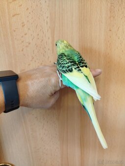 Prodám mladé andulky po vylétnutí z budky - 12