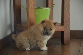 Shiba inu s pp - 12