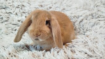 Zakrslý beránek, králíček, králík - JADYEN - 12