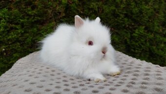 Zakrslý beránek, králíček, králík- ONDŘEJ A OLAF - 12