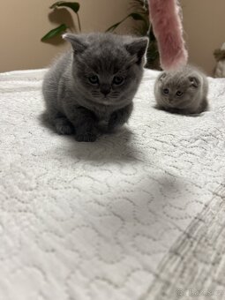 Skotská klapoucha kotatka - 12