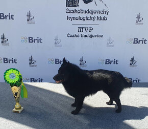 Šiperka s PP- nabízím krytí plnochrupým zdravým psem - 12