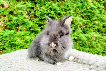 Zakrslý králík, králíček -(lvíček)-TOMMY - 12