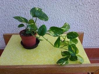 Pokojové květiny - 12