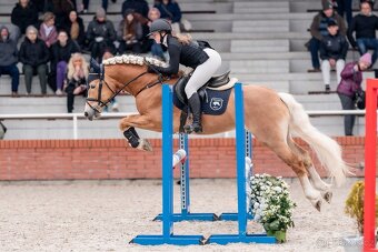 Kvalitní klisnicka hafling - 12