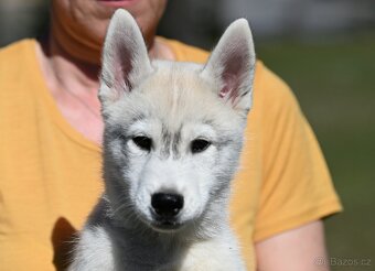 Sibírsky Husky s PP - 12