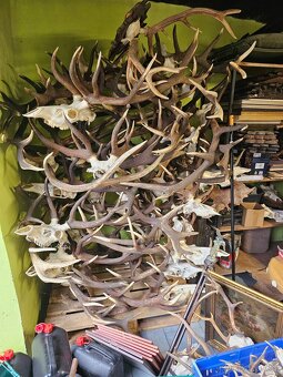 Paroží,trofeje,shozy,obrazy - 12