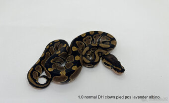 Krajta královská (Python regius) - 12