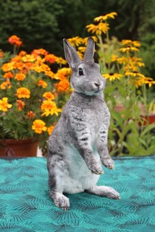 Zakrslý činčilový rex s rodokmenem - 12