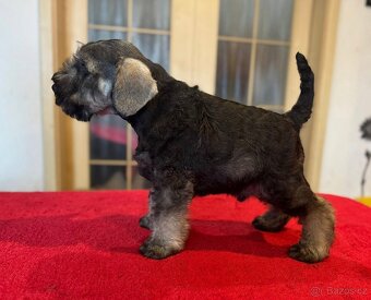 Knírač malý pepř a sůl - 12