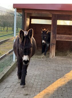 OSEL OSLÍK OSLÍČEK - 12