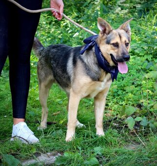 HAKIM K ADOPCI - 3 ROKY, KRÁSNÝ,PŘÁTELSKÝ,HRAVÝ - 12