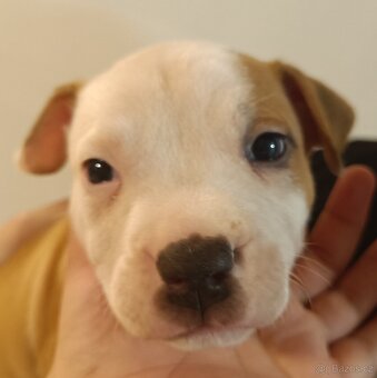 Štěňata americký stafordšírský teriér - 12