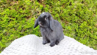 Zakrslý beránek, králíček, králík - ELLA - 12