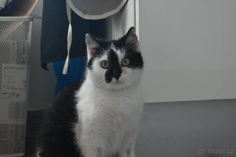 Kočička Gizy - 12