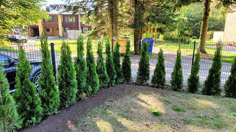 🌲 Thuje, tuje z Krkonoš až k vám domů – rozvoz po celé ČR - 12