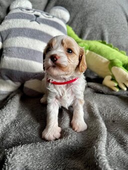🐶 CAVAPOOCHON ŠTĚŇÁTKA – PRVNÍ VRH NAŠICH RODINNÝCH MAZLÍKŮ - 12